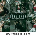 Dove Grey Photoshop Action and Lightroom Presets Free Download Preview